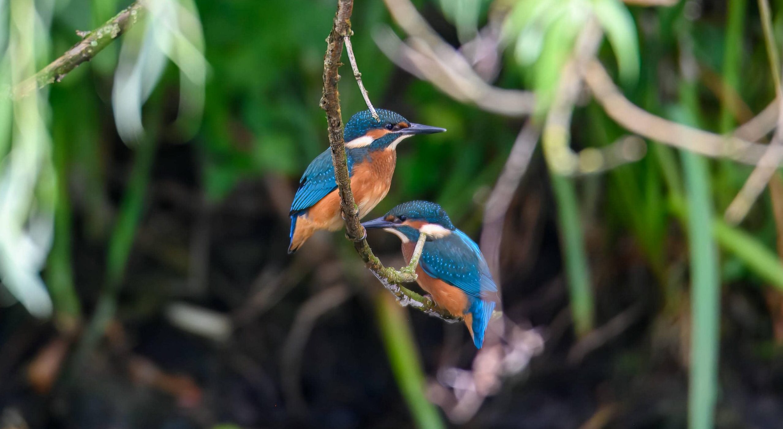 Photo of two Kingfishers